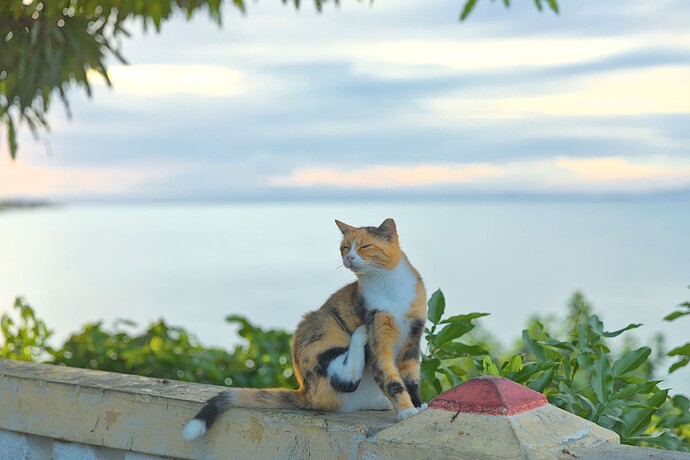Stray