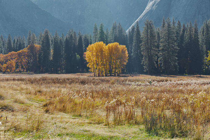 Aspen