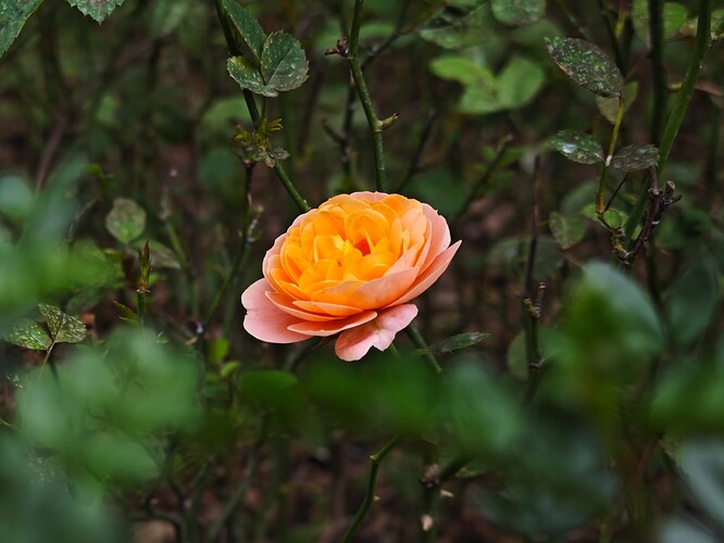 IMG_20230516_164028