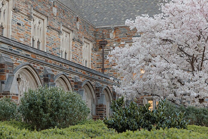 Brodhead in Blossom mk.2 (daytime)