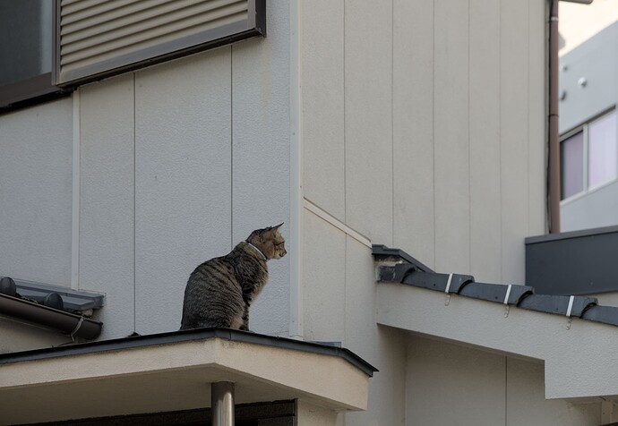 Neighborhood Watch