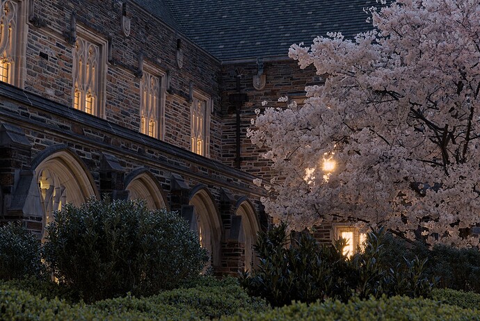 Brodhead in Blossom mk.2 (night)